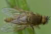 Thereva sp.